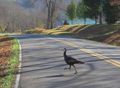 Drive Sober this Thanksgiving