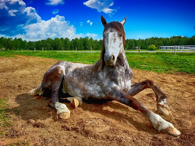 florida DUI on a horse