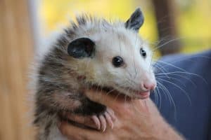 florida dui possum